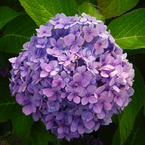 Hydrangea - NHP37